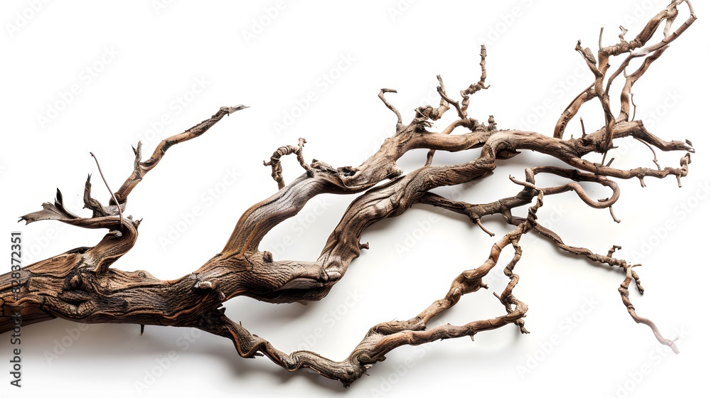 Dry twisted jungle branch isolated on white background Dry twisted jungle branch isolated on white background