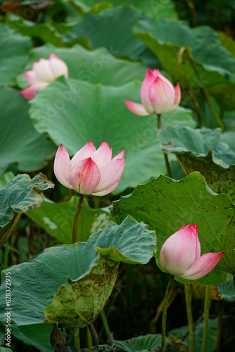 Close-up of lotus flowers blooming in the lake