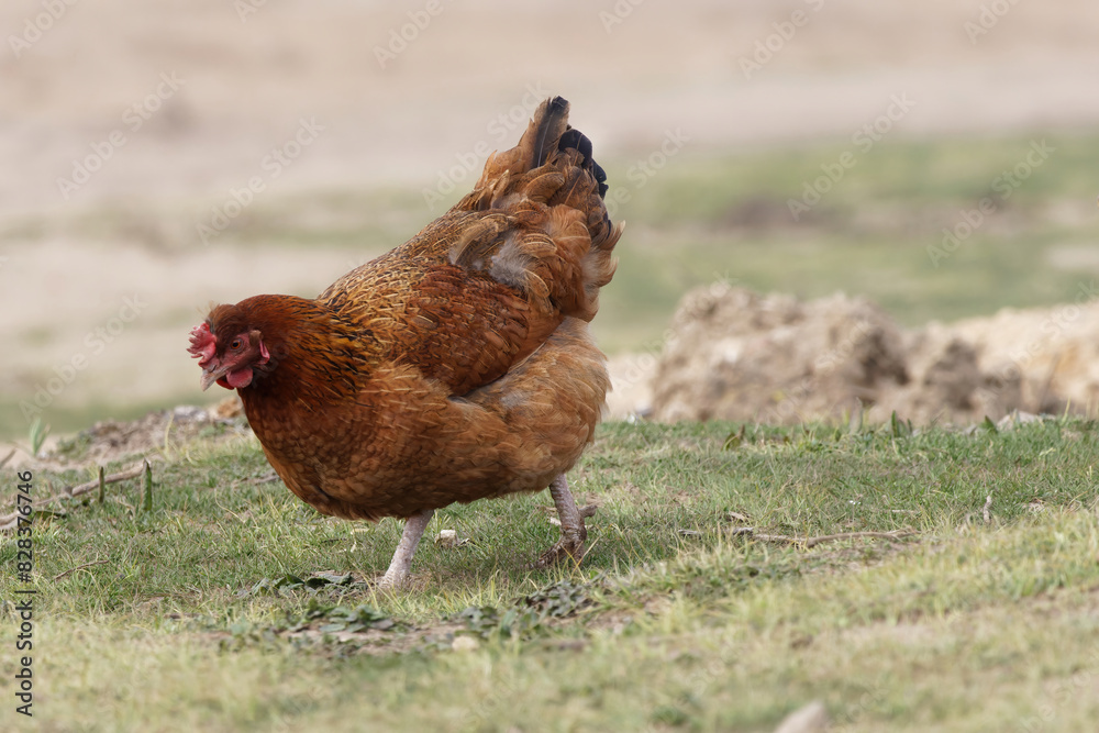 Fototapeta premium range chicken