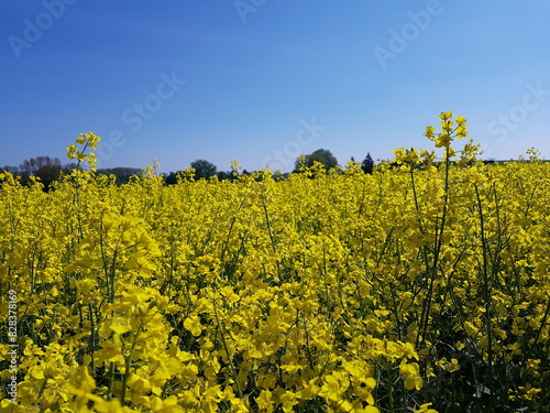 Rape plants in bloom in the fields in spring in northern Germany photo