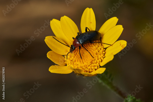 escarabajo de collar rojo (Dinoptera collaris) photo