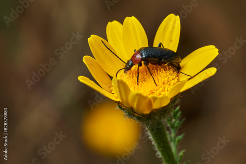 escarabajo de collar rojo (Dinoptera collaris) © JOSE ANTONIO