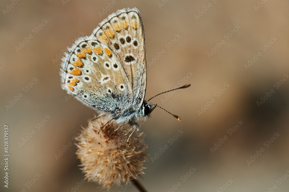Fototapeta premium mariposa morena común (aricia cramera) 