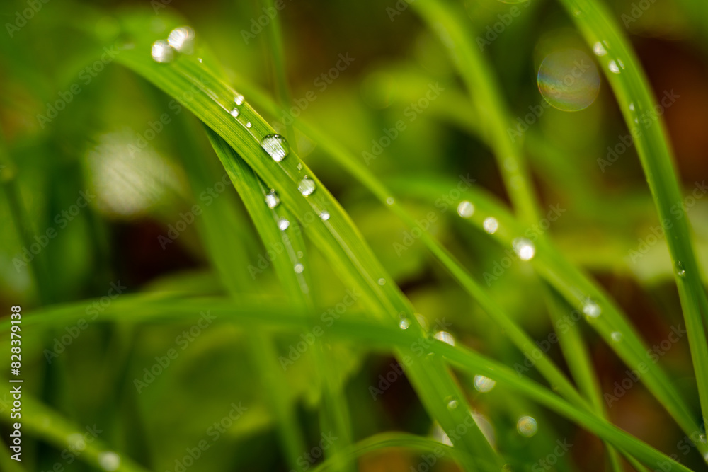 Single water drops on green grass after rain. Targeted focus and background blur Single water drops on green grass after rain. Targeted focus and background blur
