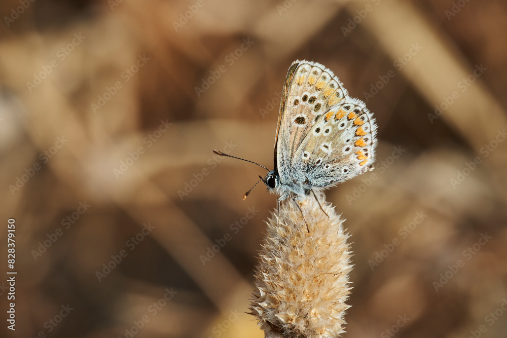 Fototapeta premium mariposa morena común (aricia cramera) 