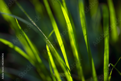 green grass background, nacka,sverige,sweden,stockholm,Mats