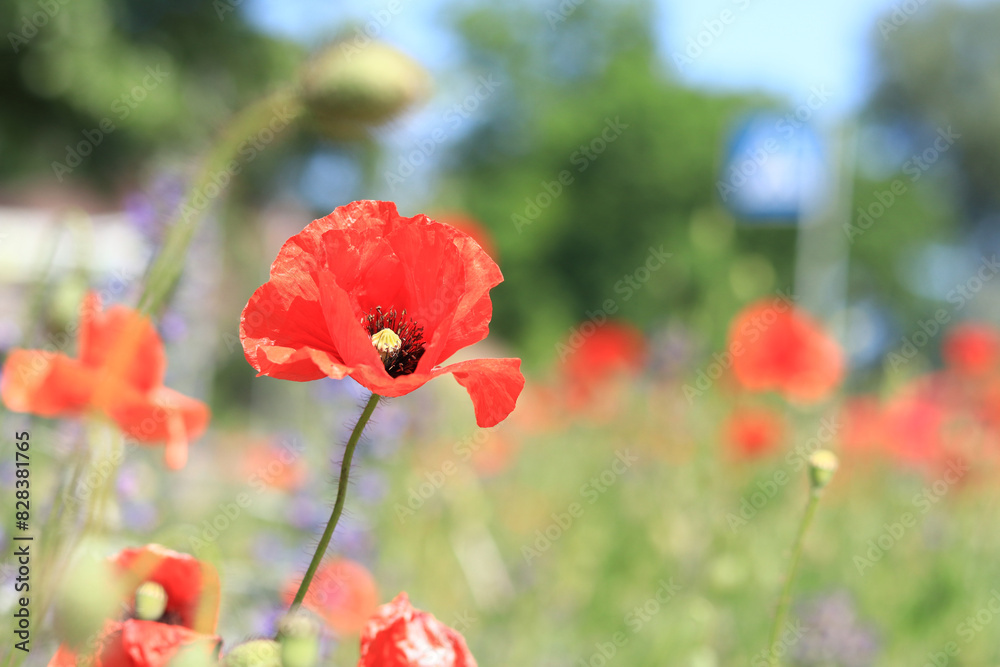 Red poppy flower close up on a blurred background. Poppy flower on a background of green grass. Spring flowers with large red petals. Close up of flowers with selective focus. Poppies on a sunny day