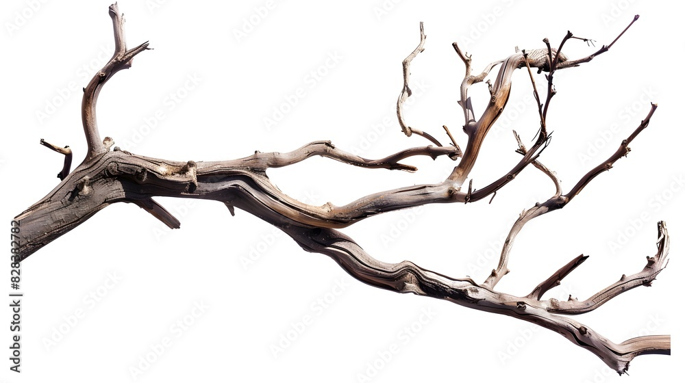 Dry twisted jungle branch isolated on white background Dry twisted jungle branch isolated on white background