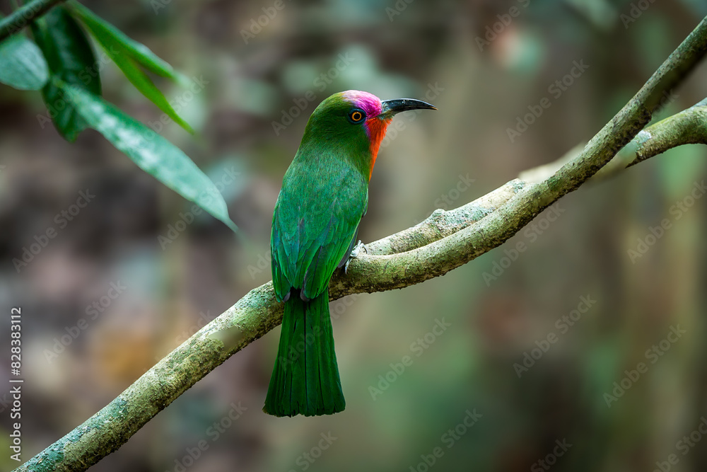 Obraz premium red-bearded bee-eater The bill is long and beaked, black. The tail has golden fur with a black tip. Both males and females have green feathers from the crown to the tip of their tails.