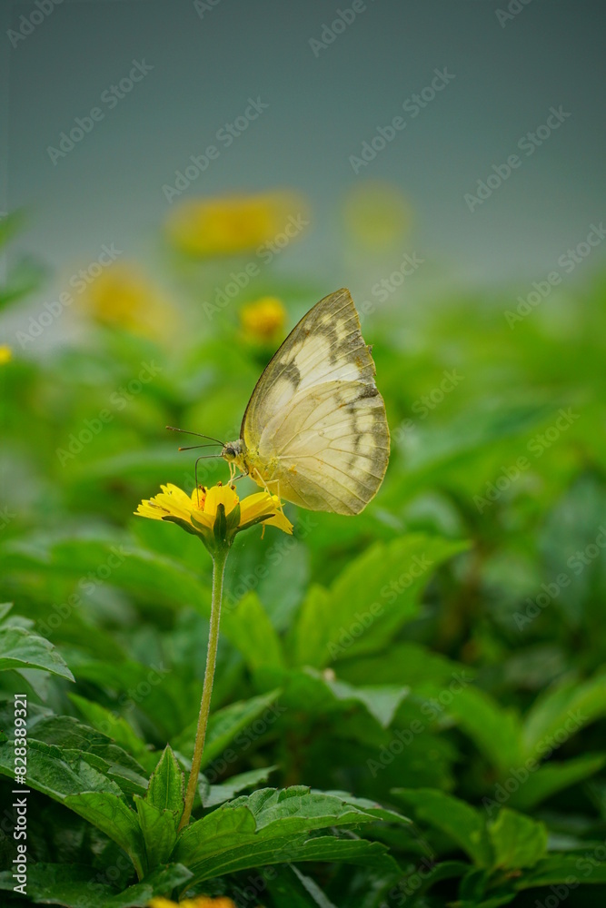 Obraz premium Close-up of a white butterfly sucking nectar from a wild flower