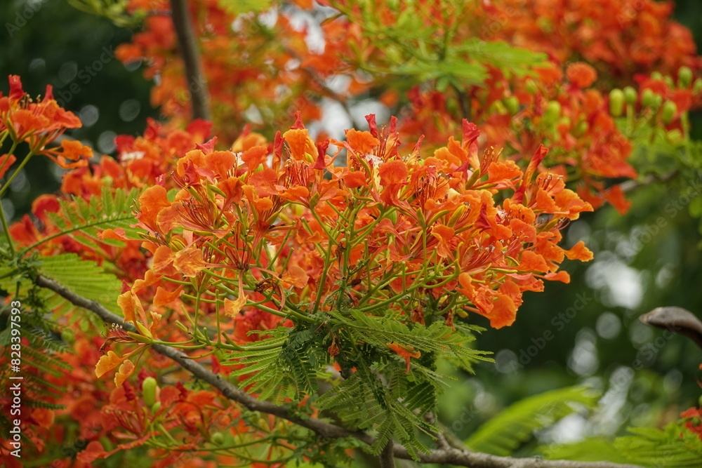 Close-up of red Delonix regia flowers blooming in summer Close-up of red Delonix regia flowers blooming in summer