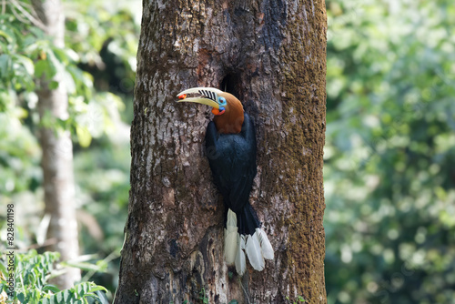 A female rufous-necked hornbill (Aceros nipalensis) observed in Latpanchar in West Bengal, India photo