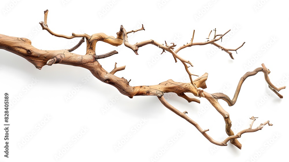 Dry twisted jungle branch isolated on white background Dry twisted jungle branch isolated on white background