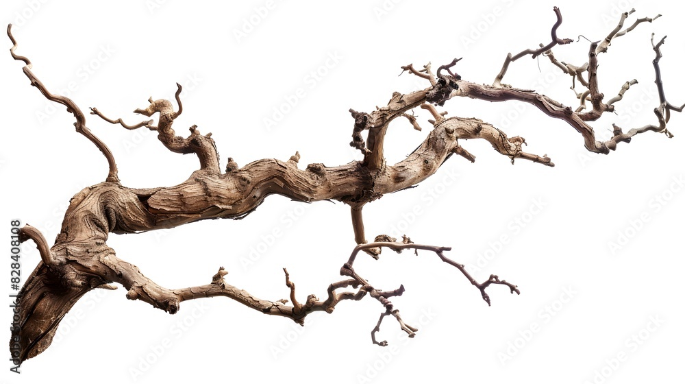 Dry twisted jungle branch isolated on white background Dry twisted jungle branch isolated on white background