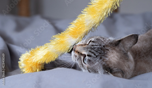 おもちゃで遊ぶ可愛い猫 シャムトラ猫