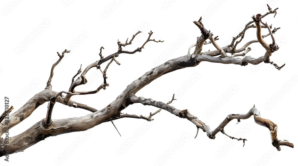 Obraz premium Dry twisted jungle branch isolated on white background