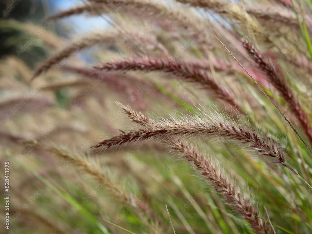 Pennisetum – tropical grass, buffelgrass plant background Pennisetum – tropical grass, buffelgrass plant background