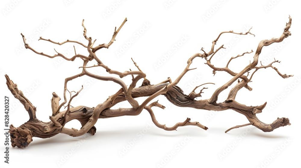 Dry twisted jungle branch isolated on white background