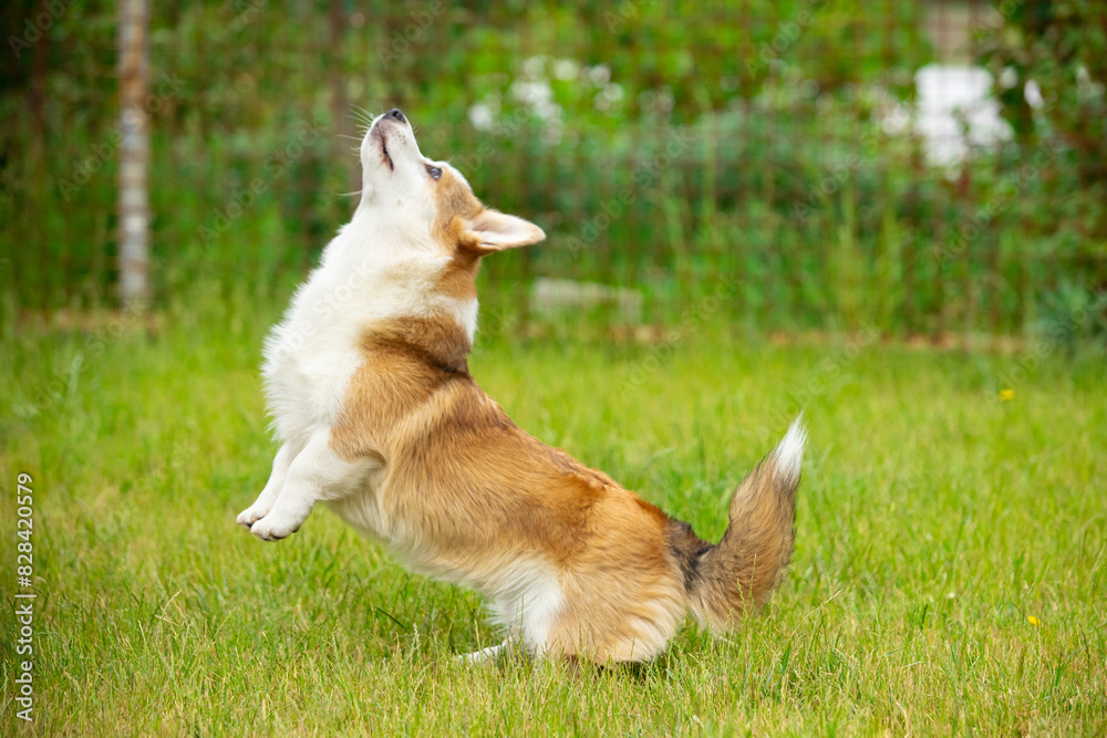 Pembroke Welsh Corgi walks on green grass Pembroke Welsh Corgi walks on green grass