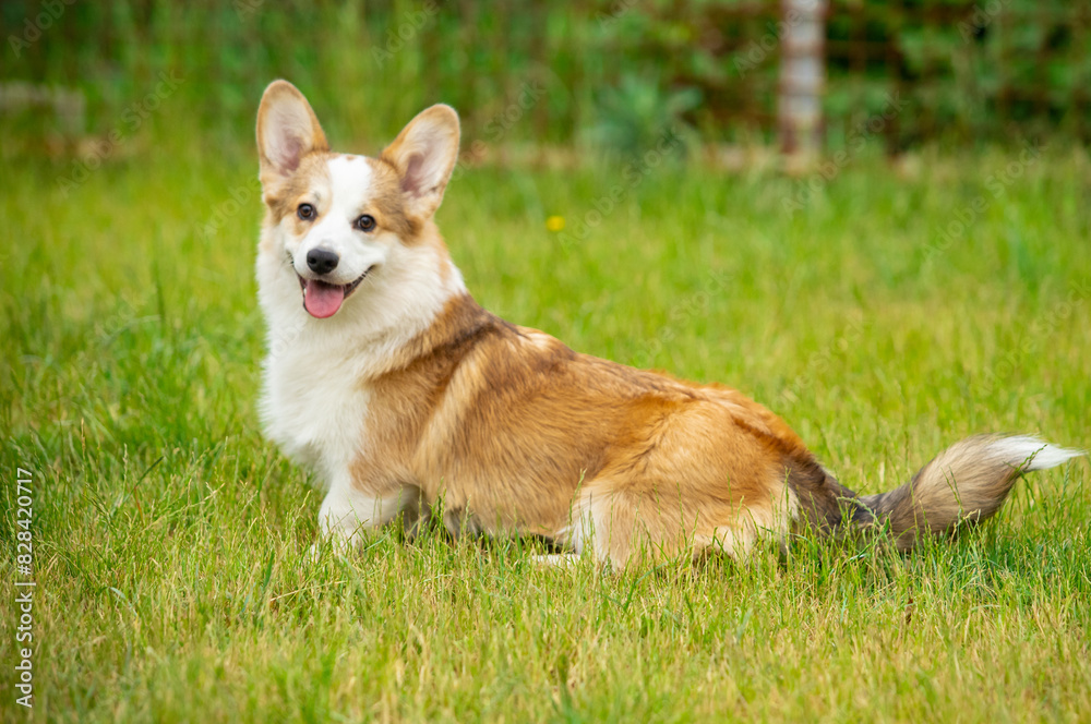 Pembroke Welsh Corgi walks on green grass Pembroke Welsh Corgi walks on green grass