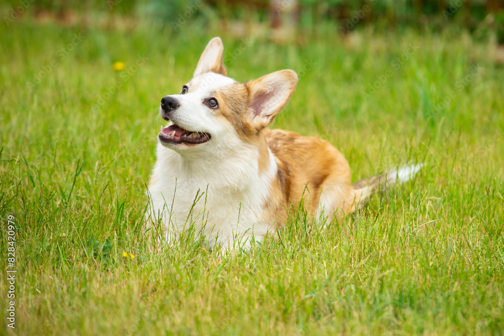 Pembroke Welsh Corgi walks on green grass Pembroke Welsh Corgi walks on green grass