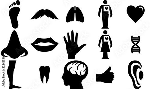 Set Of Linear Icon A Body Isolated Silhouette Solid Icons With Heart,Sense,User,Foot Vector Illustration Linear Pictogram Pack