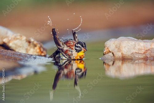 African Golden breasted Bunting bathing in waterhole with reflection in Kruger National park, South Africa ; Specie Fringillaria flaviventris family of Emberizidae photo