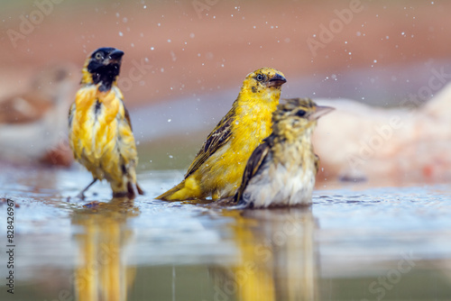 Lesser Masked Weaver family bathing in waterhole with reflection in Kruger National park, South Africa ; Specie Ploceus intermedius family of Ploceidae photo
