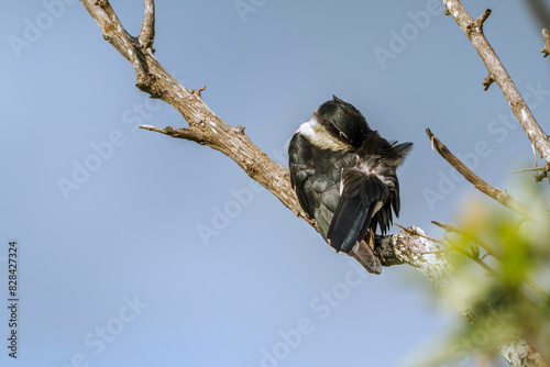 Pied Cuckoo grooming on a branch isolated in blue sky in Kruger National park, South Africa ; Specie Clamator jacobinus family of Cuculidae