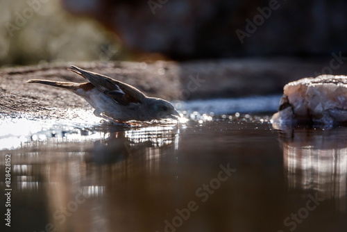 Southern Grey-headed Sparrow backlit drinking in waterhole in Kruger National park, South Africa ; Specie family Passer diffusus of Passeridae photo