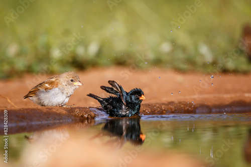 Village Indigobird bathing in waterhole with reflection in Kruger National park  South Africa   Specie Vidua chalybeata family of  Viduidae