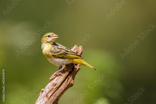 Village weaver standing on a branch isolated in natural background in Kruger National park, South Africa ; Specie Ploceus cucullatus family of Ploceidae