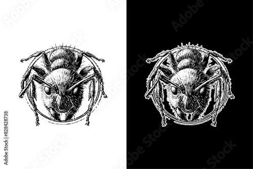 ant, hand drawn woodcut engraving style vintage antique vector illustration 