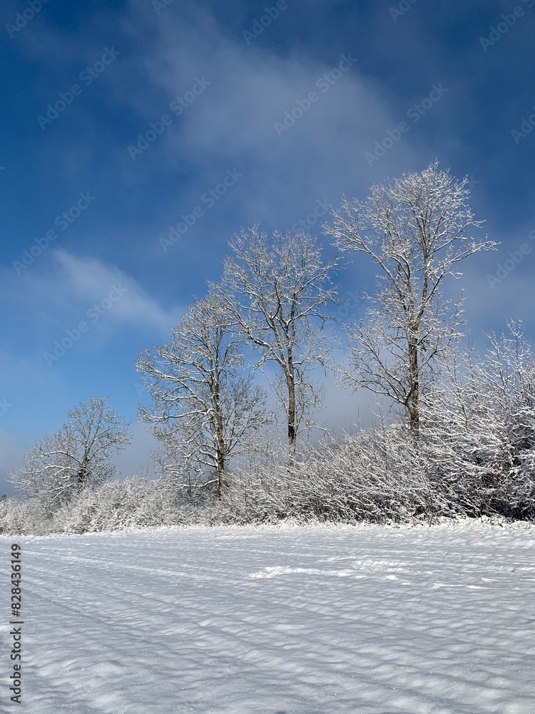 Winterlandschaft - Bäume im Schneekleid, Landschaft im Schnee am Wanderweg In der Buchenegg, zwischen Pass Albis und Felsenegg im Kanton Zürich. Winterlandschaft - Bäume im Schneekleid, Landschaft im Schnee am Wanderweg In der Buchenegg, zwischen Pass Albis und Felsenegg im Kanton Zürich.