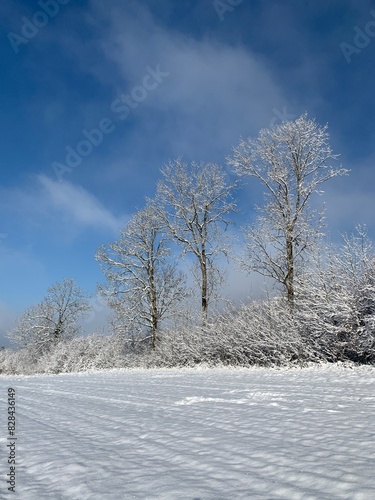 Wallpaper Mural Winterlandschaft - Bäume im Schneekleid, Landschaft im Schnee am Wanderweg In der Buchenegg, zwischen Pass Albis und Felsenegg im Kanton Zürich. Torontodigital.ca