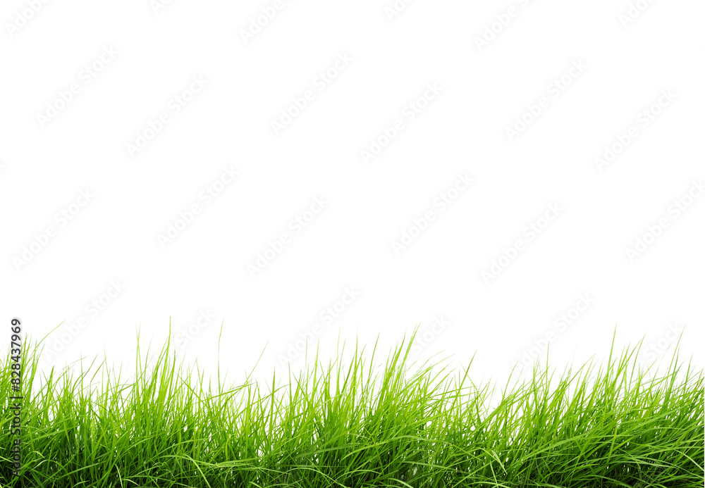 green grass isolated on white background green grass isolated on white background
