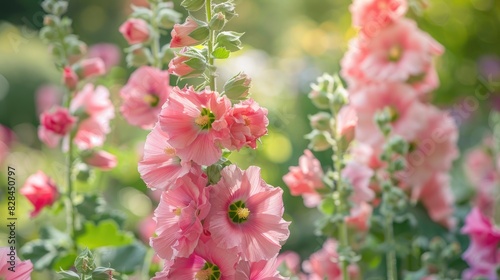 Stunning pink Hollyhock blooms in a vibrant garden setting