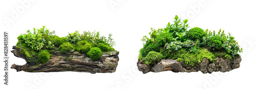 Two plant beds with moss and green plants on a transparent background.