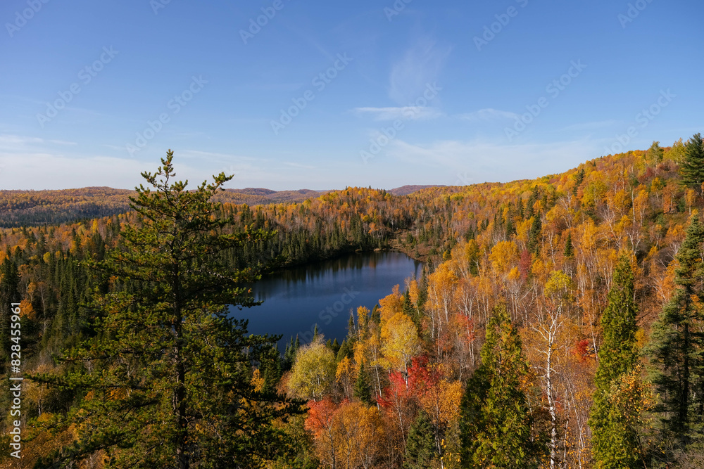 Autumn in the forest Autumn in the forest
