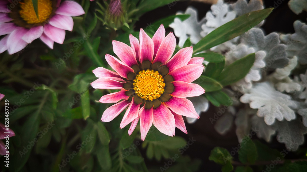 Obraz premium Pink flower