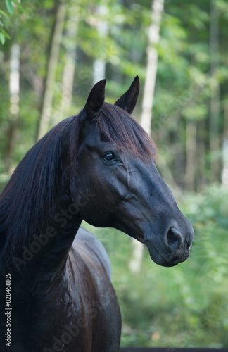 Portrait of Canadian horse head shot of purebred Canadian breed of horse black horse ears forward no tack vertical equine image with room for masthead on top for type spring summer background  
