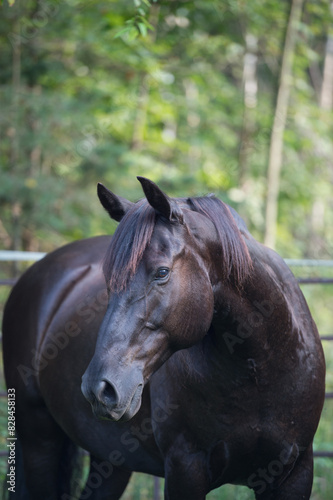 Portrait of Canadian horse head shot of purebred Canadian breed of horse black horse ears forward no tack vertical equine image with room for masthead on top for type spring summer background  
