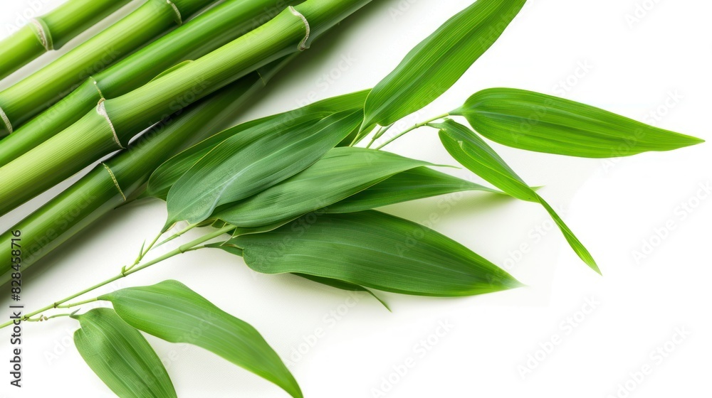 Fototapeta premium bamboo, isolated on white Environmentally friendly friend