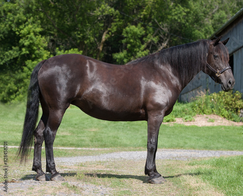 Conformation full body shot of Canadian horse purebred Canadian horse standing black horse with black mane and tail green grass and trees in background good Canadian horse conformation horizontal equi
