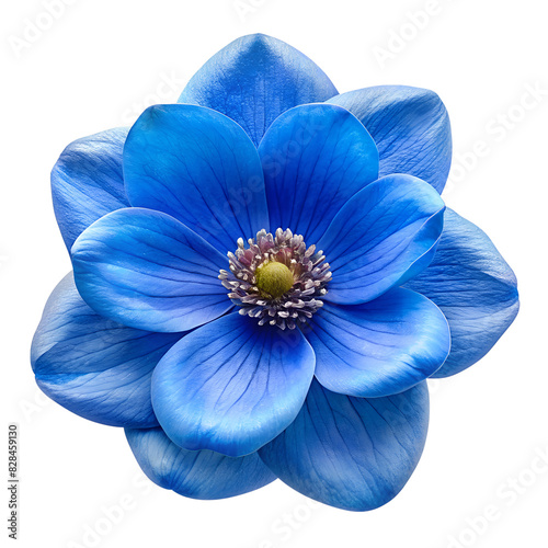 blue flower Isolated on Clean White and transparent Background