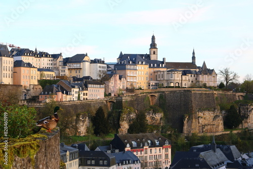 Ducks in front of top view of Luxembourg city (Luxembourg, Europe)