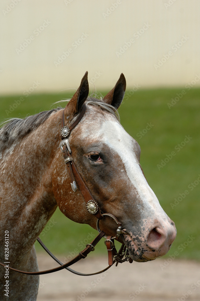 Fototapeta premium Appaloosa horse portrait headshot of appaloosa horse wearing western tack western bridle with western bit wide white blaze facial marking on horse ears forward vertical equine photo green background 