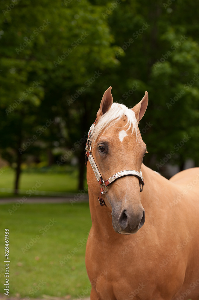 horse portrait equine head shot of solid appaloosa breed of horse palomino in color with white star on forehead ears forward wearing western show halter green leaves and trees in background vertical horse portrait equine head shot of solid appaloosa breed of horse palomino in color with white star on forehead ears forward wearing western show halter green leaves and trees in background vertical