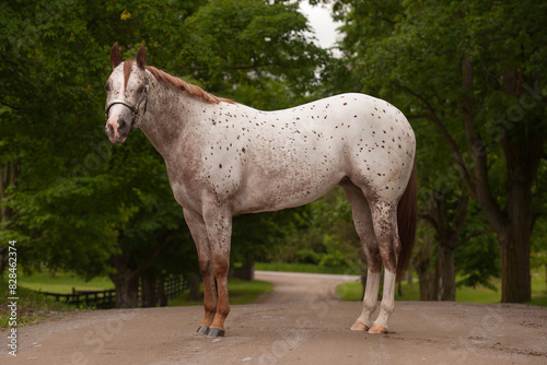 conformation shot of grey appaloosa stallion with brown spots well groomed appaloosa horse standing on road showing all four legs and hooves with green tree leaves in spring summer seasonal background