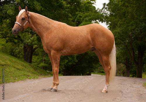 conformation shot of horse palomino colored solid appaloosa stallion with blonde mane and tail very well muscled and clean well  groomed or turned out equine golden colored horizontal equine image